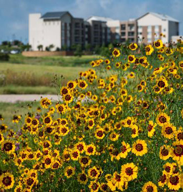 Native flowers in front of a corporate building